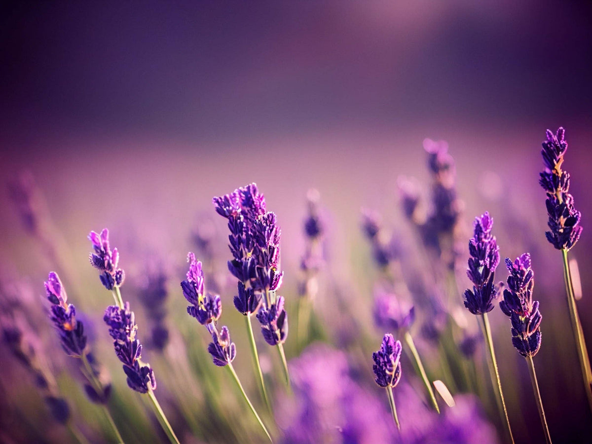 The Lavender Experience Box